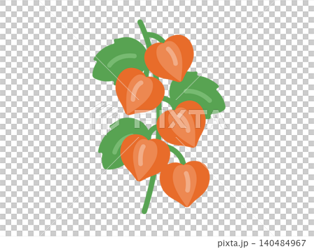 中國燈籠植物圖示插圖 中國燈籠植物圖示插圖 140484967