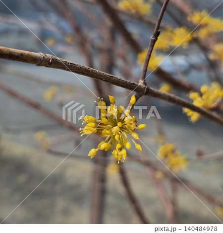 Beautiful Cornelian cherry blossom trees in full bloom 140484978