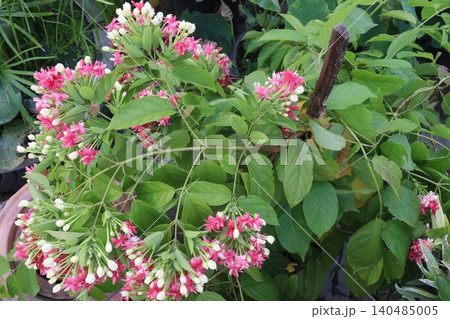 Combretum indicum flower tree plant on pot in farm Combretum indicum flower tree plant on pot in farm 140485005