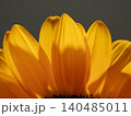 黄色い花 140485011