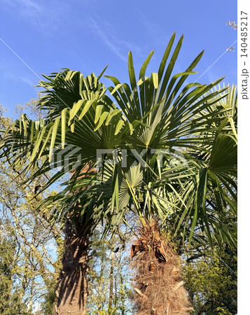 a palm trunk to vibrant green fronds with bright sunlight filtering through against a clear blue sky. Vertical background a palm trunk to vibrant green fronds with bright sunlight filtering through against a clear blue sky. Vertical background 140485217