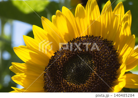 夏の陽を背に浴びて花びらが黄色く輝く向日葵 夏の陽を背に浴びて花びらが黄色く輝く向日葵 140485284