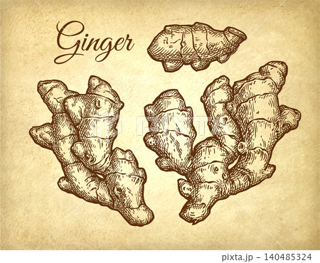 Fresh ginger root. Set of ink sketches. 140485324