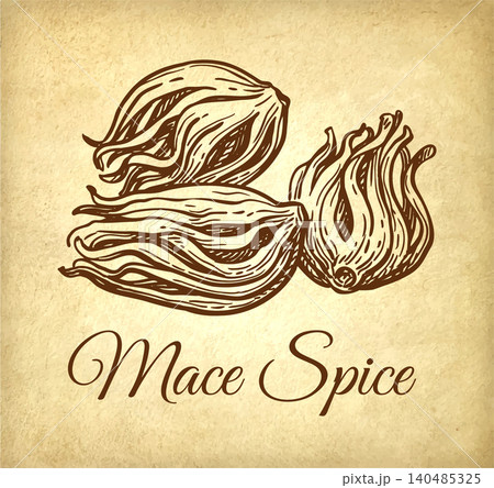 Mace spice ink sketch on old paper background Mace spice ink sketch on old paper background 140485325