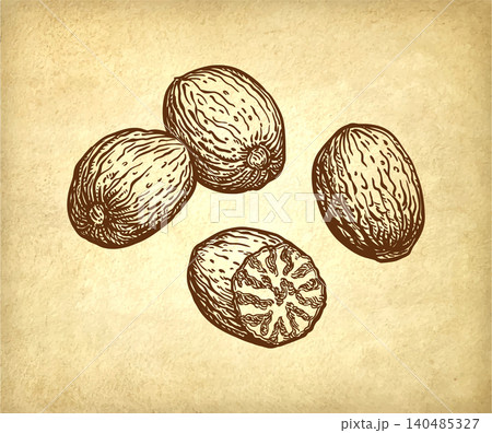 Nutmeg spices ink sketch on old paper background 140485327