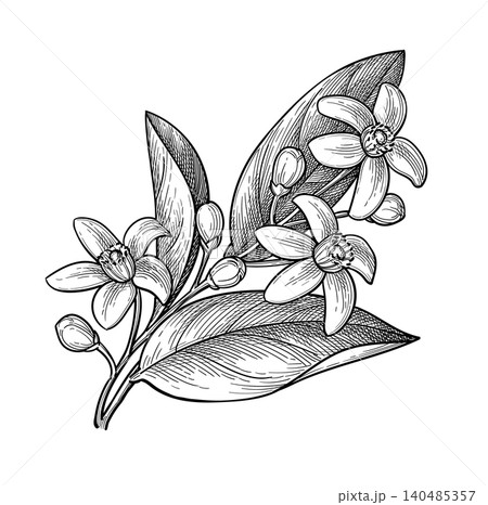 Neroli ink sketch bitter orange sprig with flowers Neroli ink sketch bitter orange sprig with flowers 140485357