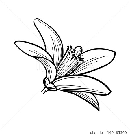 Neroli. Bitter orange flower ink sketch. 140485360