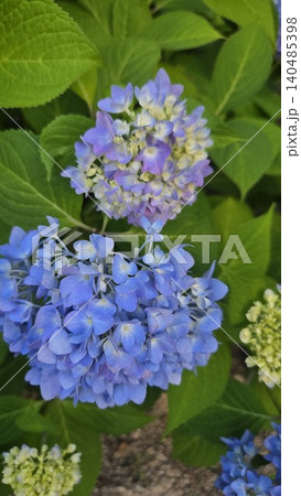 Vibrant blue hydrangea macrophylla blooming in summer Vibrant blue hydrangea macrophylla blooming in summer 140485398