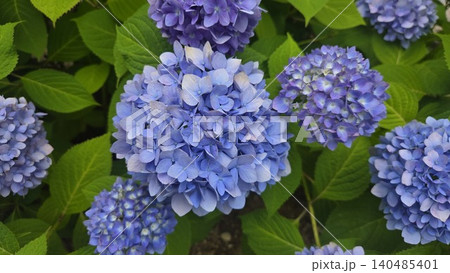 Vibrant blue hydrangea macrophylla blooming in summer Vibrant blue hydrangea macrophylla blooming in summer 140485401