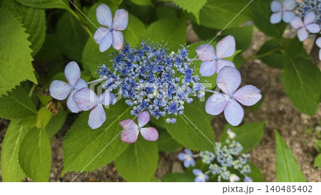 Vibrant blue hydrangea macrophylla blooming in summer Vibrant blue hydrangea macrophylla blooming in summer 140485402