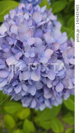 Vibrant blue hydrangea macrophylla blooming in summer Vibrant blue hydrangea macrophylla blooming in summer 140485405