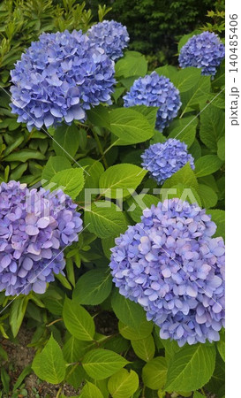 Vibrant blue hydrangea macrophylla blooming in summer Vibrant blue hydrangea macrophylla blooming in summer 140485406