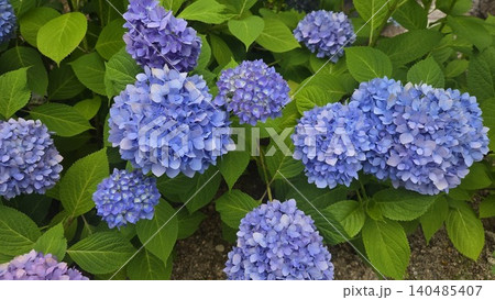 Vibrant blue hydrangea macrophylla blooming in summer 140485407