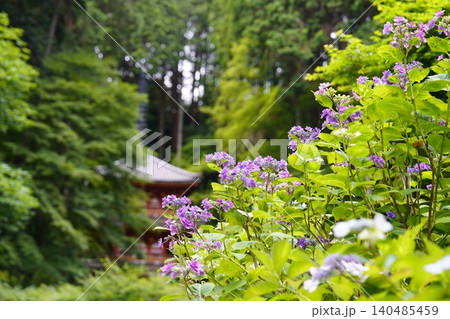 紫陽花のある風景 紫陽花のある風景 140485459