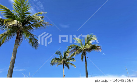 沖縄のヤシの木と青空 宜野湾マリーナ海浜公園 沖縄のヤシの木と青空 宜野湾マリーナ海浜公園 140485567