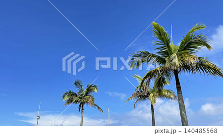 沖縄のヤシの木と青空 宜野湾マリーナ海浜公園 沖縄のヤシの木と青空 宜野湾マリーナ海浜公園 140485568