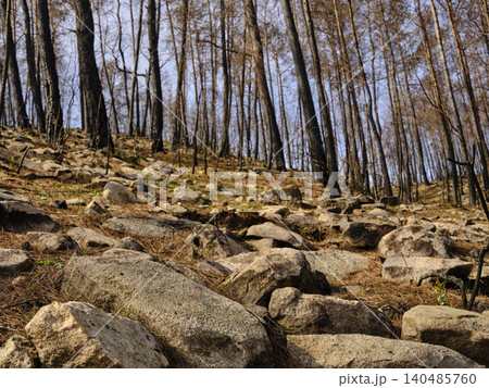 burnt trees in the forest burnt trees in the forest 140485760
