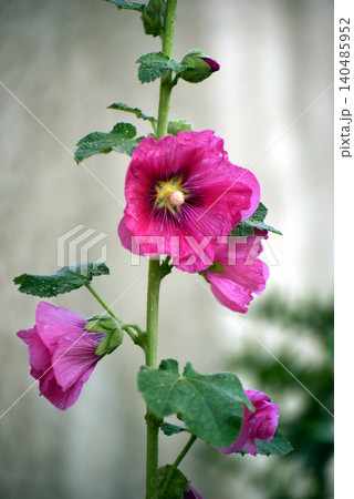 Closeup of pink hollyhock in the street Closeup of pink hollyhock in the street 140485952