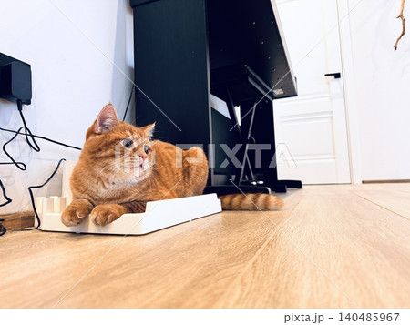 ginger tabby cat laying on vacuum cleaner charger at home 140485967