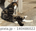 猫背で座りながら日向ぼっこする野良猫 140486022