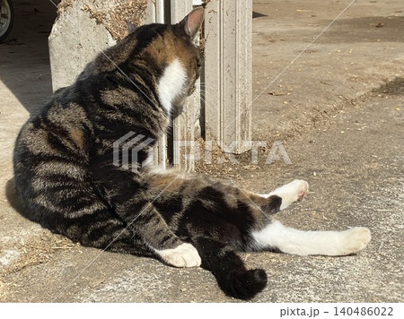 猫背で座りながら日向ぼっこする野良猫 猫背で座りながら日向ぼっこする野良猫 140486022