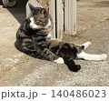 猫背で座りながら日向ぼっこをする野良猫 140486023
