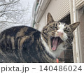 あくびしながらこちらを見る猫 140486024