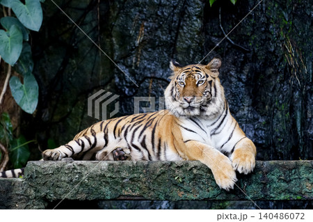 Close up bengal tiger is beautiful animal and dangerous in forest Close up bengal tiger is beautiful animal and dangerous in forest 140486072