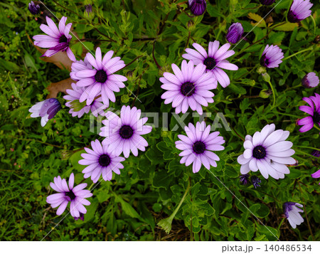 Fresh colorful flowers in springtime nature Fresh colorful flowers in springtime nature 140486534