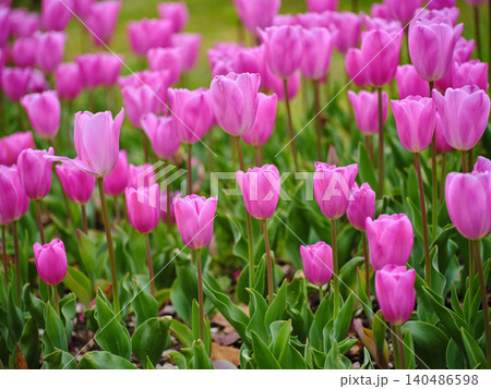 pink tulips in the nature park pink tulips in the nature park 140486598