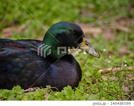 mallard duck resting on the grass mallard duck resting on the grass 140486599
