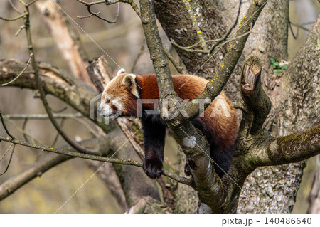 The red panda, Ailurus fulgens, also called the lesser panda. 140486640