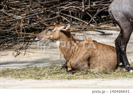 The nilgai or blue cow. Boselaphus tragocamelus is the largest Asian antelope The nilgai or blue cow. Boselaphus tragocamelus is the largest Asian antelope 140486641
