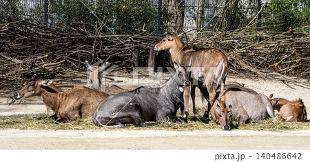 The nilgai or blue cow. Boselaphus tragocamelus is the largest Asian antelope The nilgai or blue cow. Boselaphus tragocamelus is the largest Asian antelope 140486642