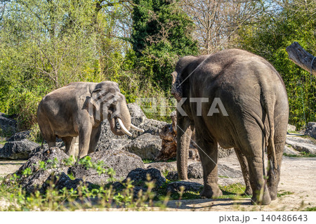 The Asian elephant, Elephas maximus also called Asiatic elephant The Asian elephant, Elephas maximus also called Asiatic elephant 140486643