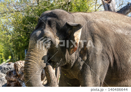 The Asian elephant, Elephas maximus also called Asiatic elephant 140486644