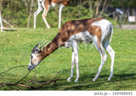 Dama gazelle, Gazella dama mhorr or mhorr gazelle is a species of gazelle Dama gazelle, Gazella dama mhorr or mhorr gazelle is a species of gazelle 140486645