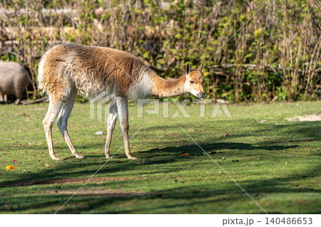 Vicunas, Vicugna Vicugna, relatives of the llama in a German park Vicunas, Vicugna Vicugna, relatives of the llama in a German park 140486653