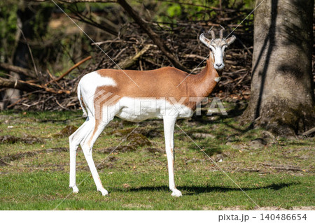 Dama gazelle, Gazella dama mhorr or mhorr gazelle is a species of gazelle Dama gazelle, Gazella dama mhorr or mhorr gazelle is a species of gazelle 140486654
