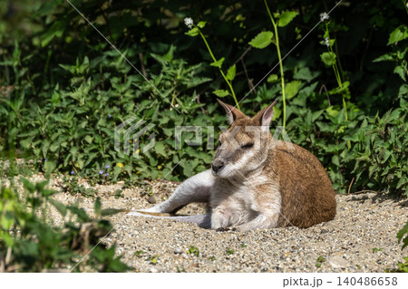 The agile wallaby, Macropus agilis also known as the sandy wallaby 140486658