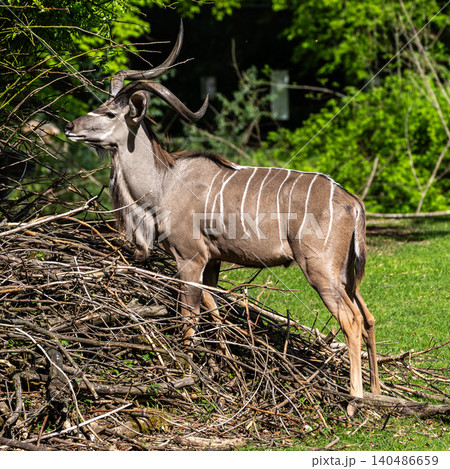 Greater kudu, Tragelaphus strepsiceros is a woodland antelope Greater kudu, Tragelaphus strepsiceros is a woodland antelope 140486659