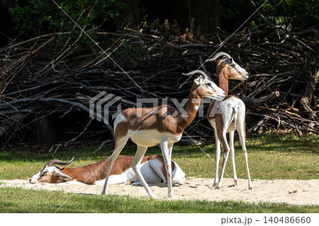 Dama gazelle, Gazella dama mhorr or mhorr gazelle is a species of gazelle Dama gazelle, Gazella dama mhorr or mhorr gazelle is a species of gazelle 140486660
