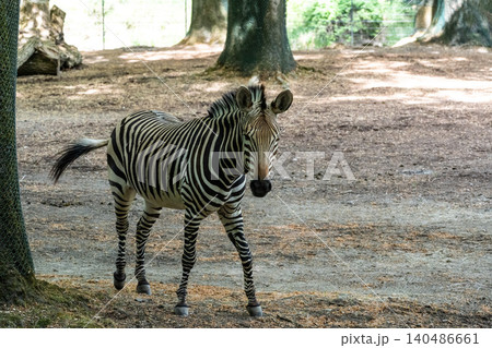 Hartmann's Mountain Zebra, Equus zebra hartmannae. An endangered zebra Hartmann's Mountain Zebra, Equus zebra hartmannae. An endangered zebra 140486661