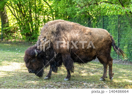 American buffalo known as bison, Bos bison in a german park 140486664