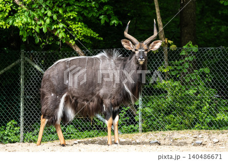 Nyala Antelope - Tragelaphus angasii. Wild life animal. Nyala Antelope - Tragelaphus angasii. Wild life animal. 140486671