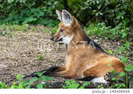 The Maned Wolf, Chrysocyon brachyurus is the largest canid of South America The Maned Wolf, Chrysocyon brachyurus is the largest canid of South America 140486684