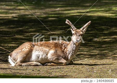 The fallow deer, Dama mesopotamica is a ruminant mammal 140486685