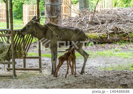 Family of moose or elk, Alces alces is the largest extant species in the deer family. Family of moose or elk, Alces alces is the largest extant species in the deer family. 140486686