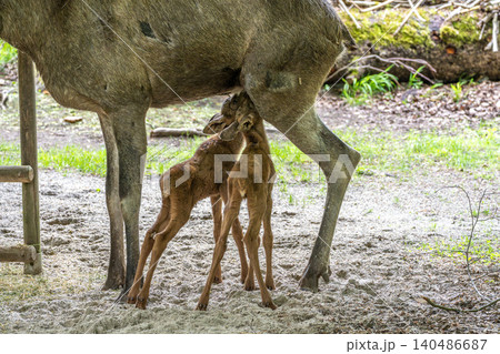 Family of moose or elk, Alces alces is the largest extant species in the deer family. 140486687