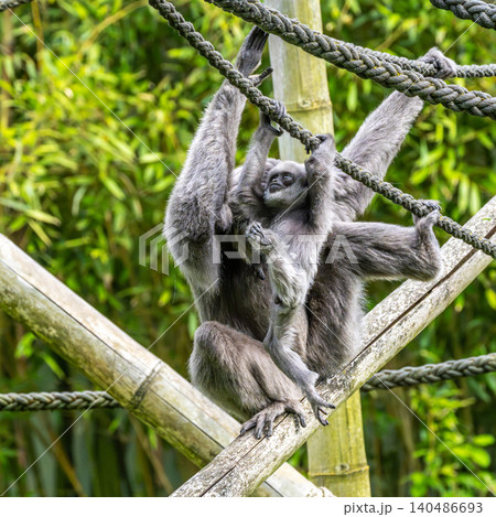 Family of Silvery gibbon, Hylobates moloch in a German park 140486693